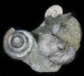 Fantastic Association (Gastropod, Ammonite, Bivalves) - England #38940-4